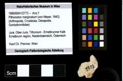 Foto (Objekt + Etiketten) von Pithonoton marginatum (von Meyer, 1842) 